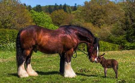 成语什么头什么马