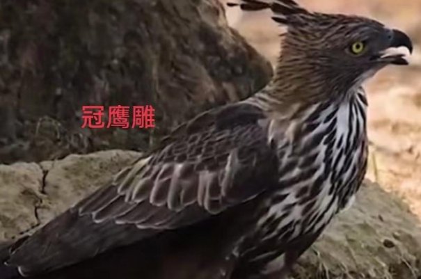 非洲十大危险动物