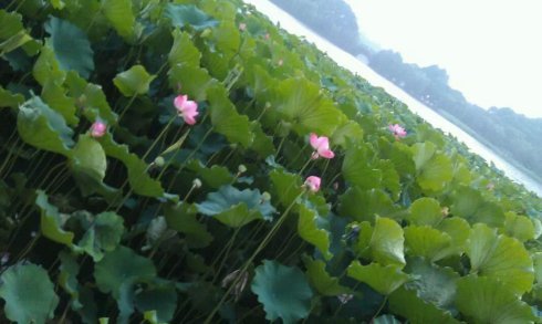 痴情关的基本信息