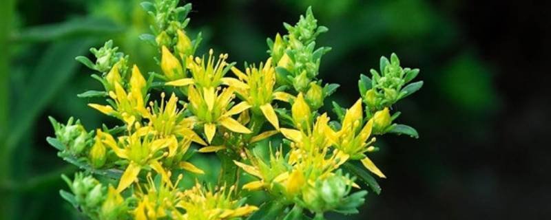 草药名字及美好寓意