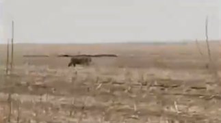 “虎口逃生”女子首次现身，这只老虎从哪里来的呢？