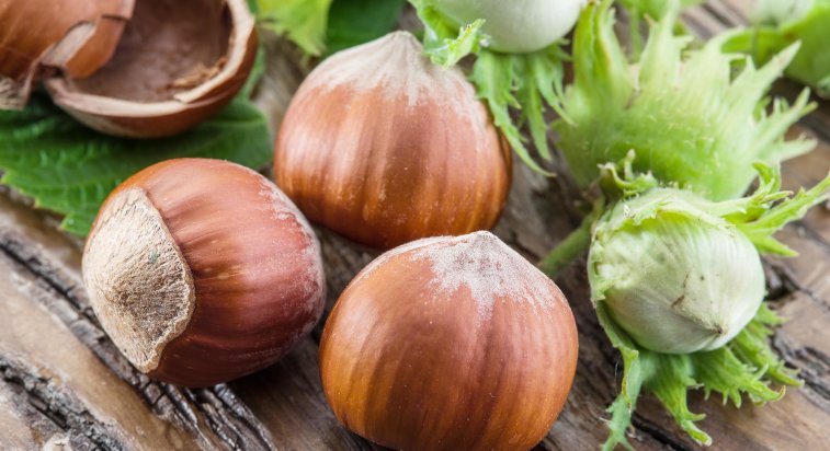 hazel是什么意思