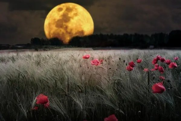 月坠花折什么意思