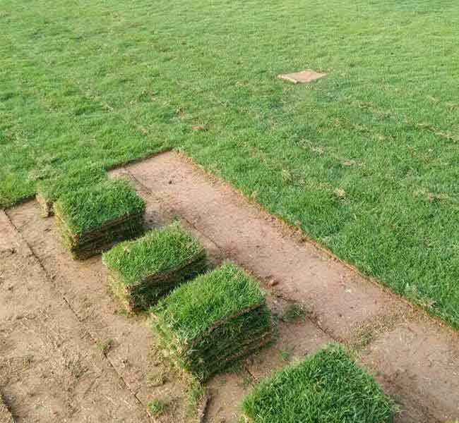 草皮多少钱一平方