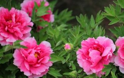 碳酸饮料可以延长鲜花花期