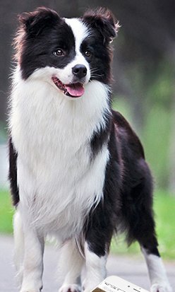 边境牧羊犬好养吗？