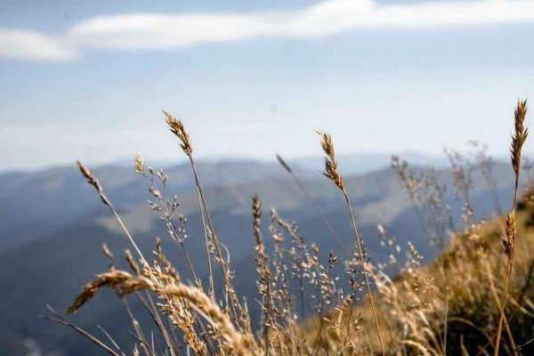 黍离之悲指的是