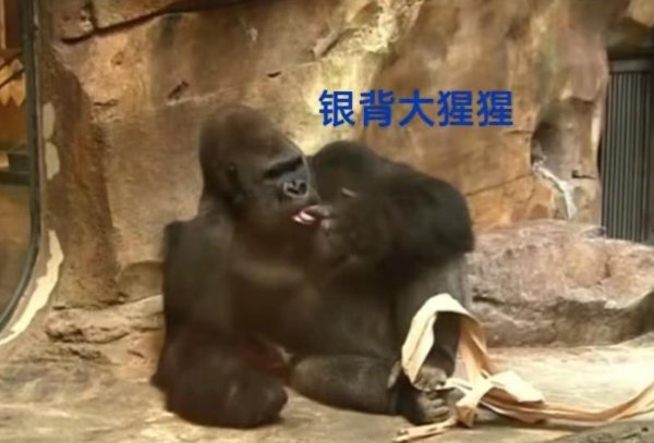 非洲十大危险动物