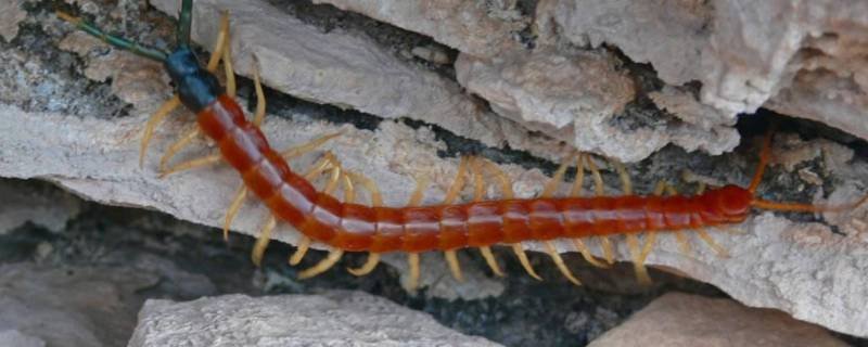 蚰蜒为什么不能打死