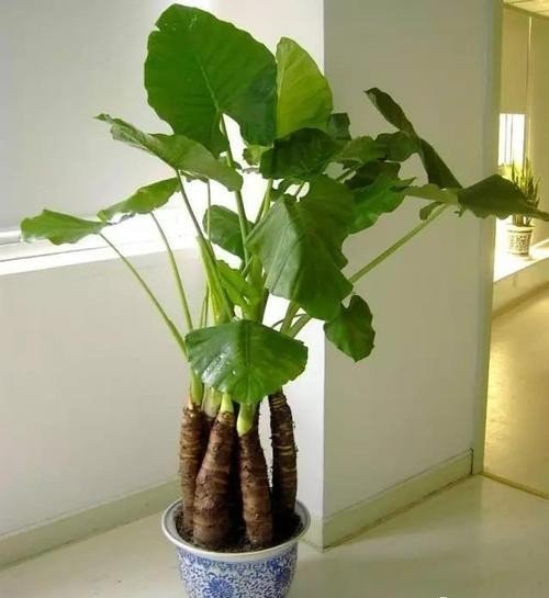 海芋和芋头的图片如何区别？