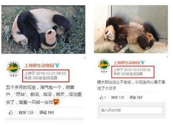 10年养死5只熊猫是为什么？