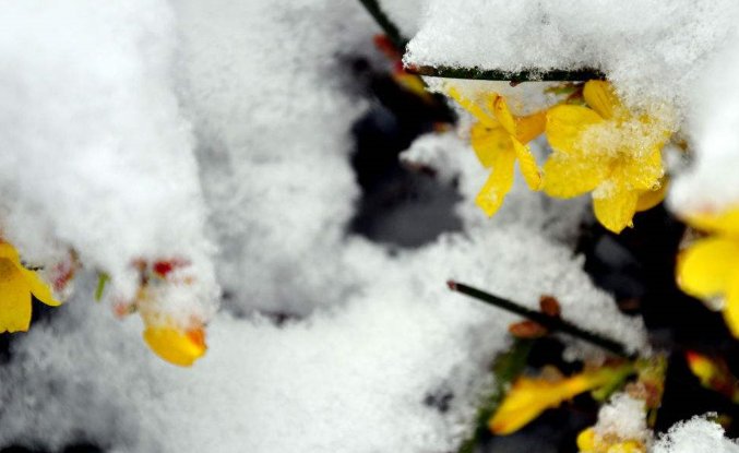 描写春天夜晚下雪的诗句