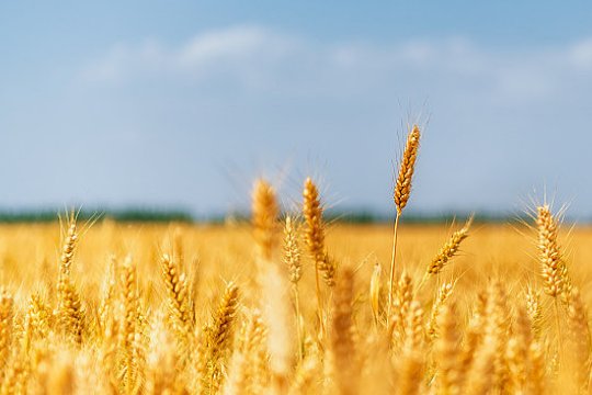 白露的寓意和象征意义