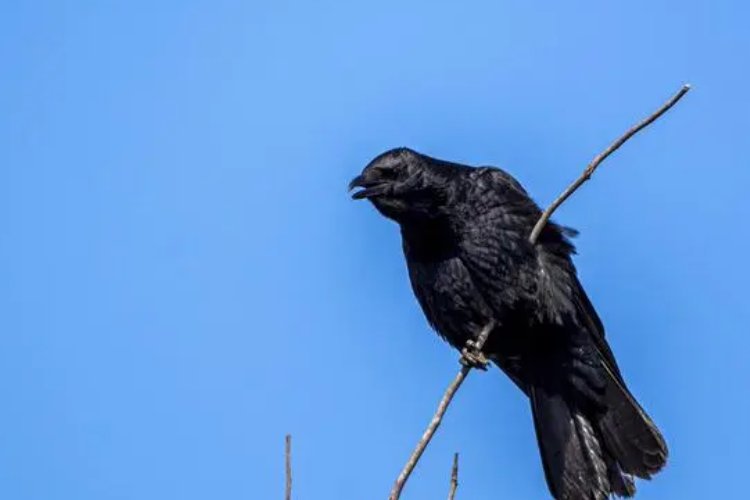 天下乌鸦一般黑什么意思