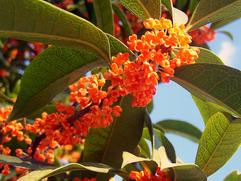 10个有关桂花的神话