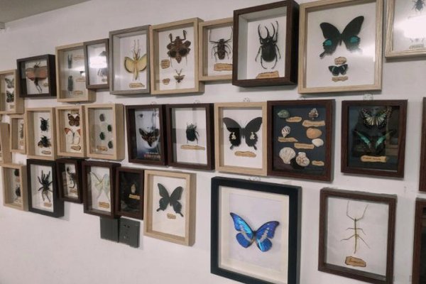 标本是什么意思