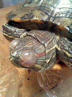 我的巴西龟眼皮上好像有一层白膜，那是什么。怎么办啊？