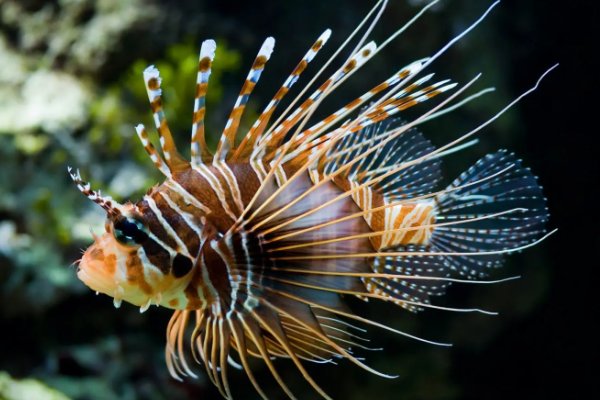 初一生物必背知识点