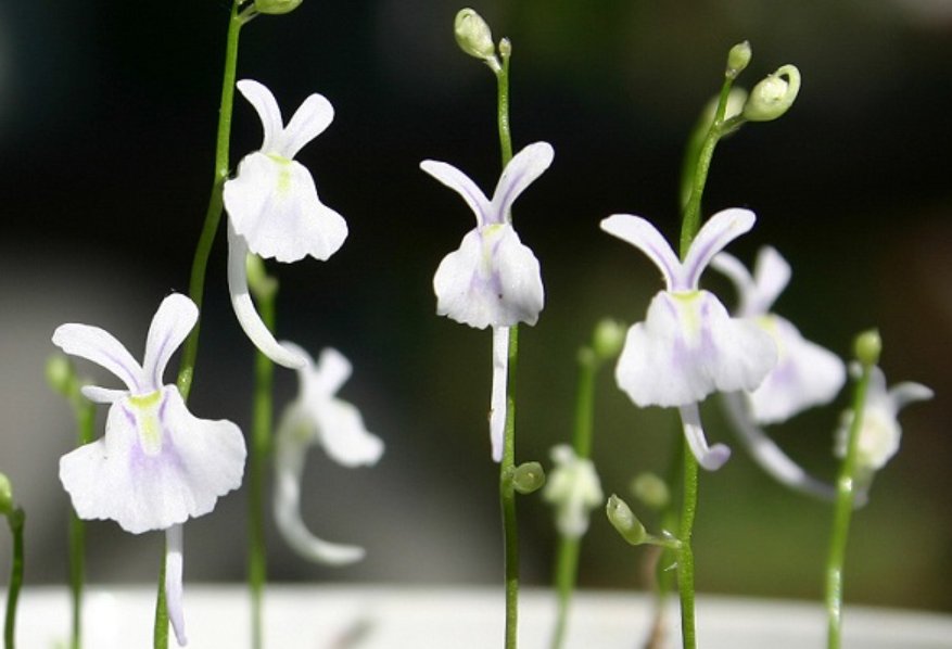 语文课代表的兔子好软好多水是指？