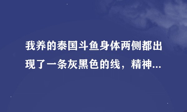 我养的泰国斗鱼身体两侧都出现了一条灰黑色的线，精神也不是很好，怎么办？？