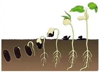 种子是什么意思?