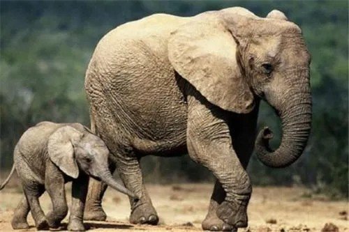 什么动物站着睡觉