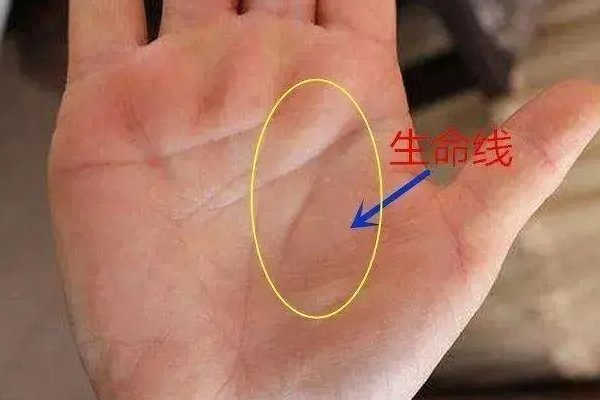 lifeline是什么意思