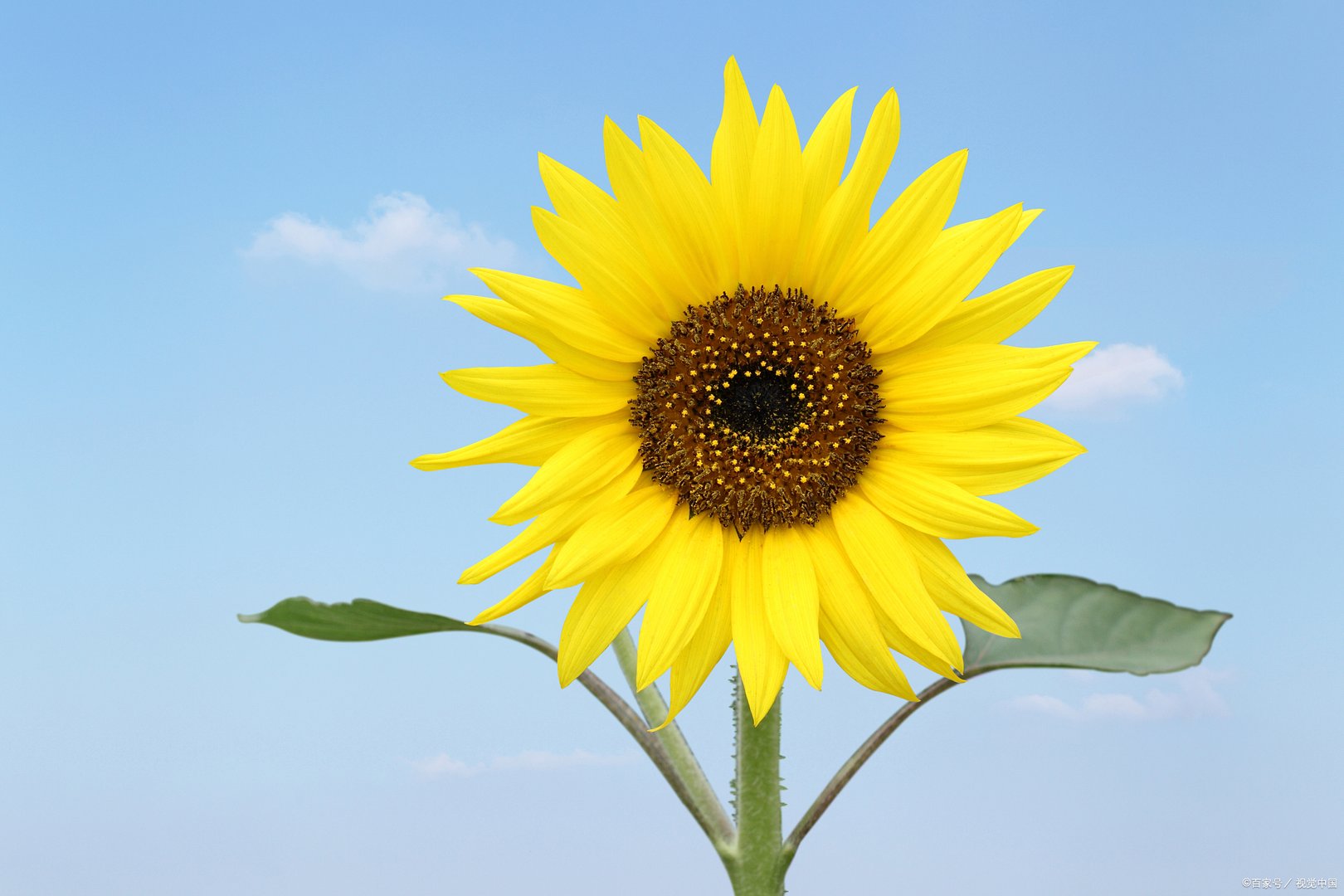 向日葵什么时候开花？向日葵如何养护？各种花开放的时间顺序表是什么？