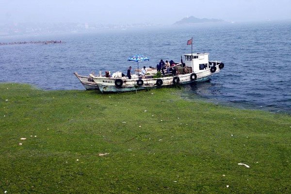 专家称青岛浒苔可能会长期存在于近海,原因是什么?