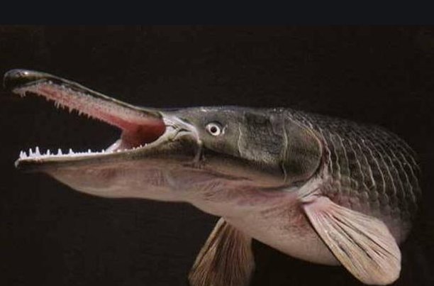 鳄雀鳝有天敌吗