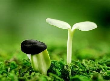 盎然的拼音和意思