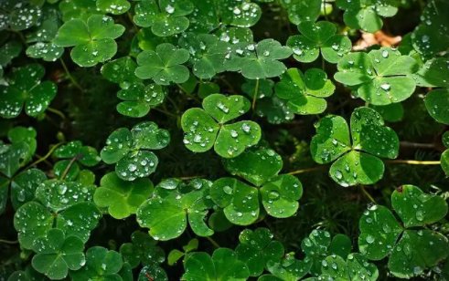 以绿色为主题的现代诗歌有哪些？