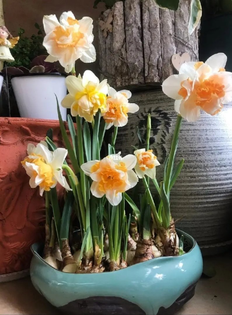 水仙花几点开花？