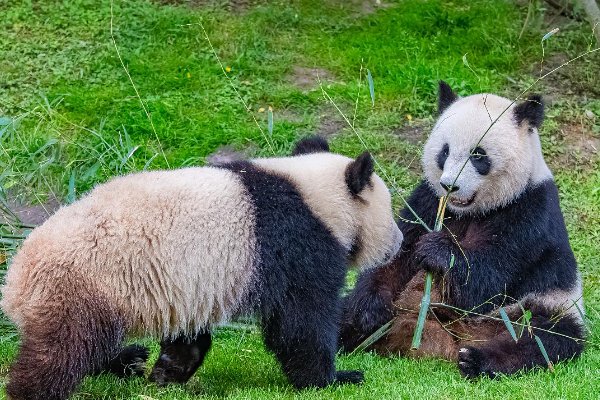 大熊猫会孤单寂寞吗？