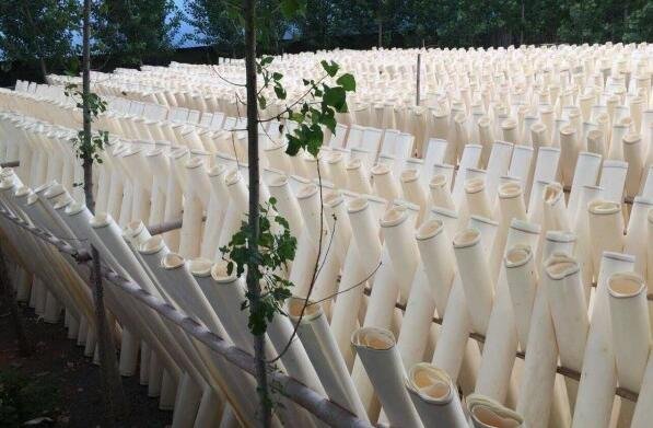 杨木木皮价格谁知道啊 进来看下！！