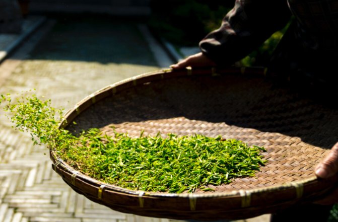 十大名茶的历史故事