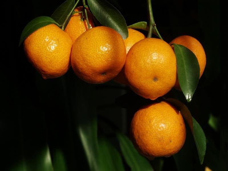 橘生淮南则为橘，橘生淮北则为枳是什么意思？