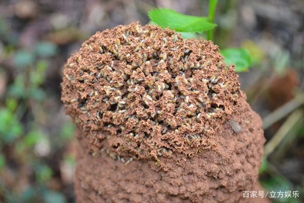 如何有效的去处蚂蚁窝?