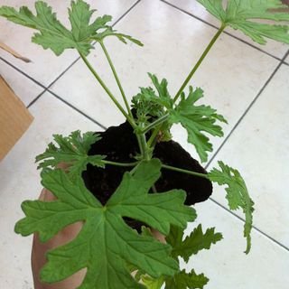 柠檬天竺葵的特性