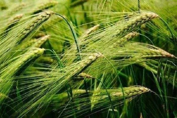 东南大学考研多少分能上