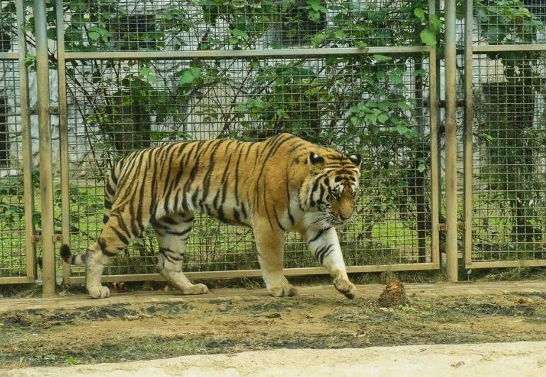 动物园老虎吃人事件后续怎么处理?