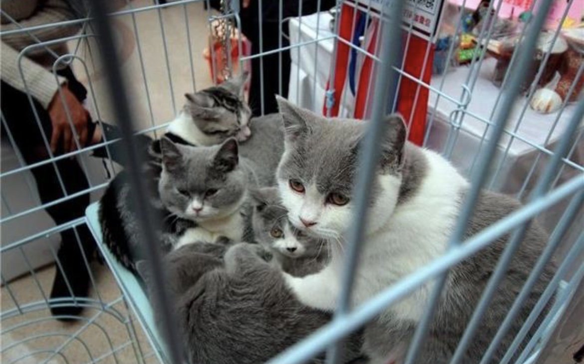 广东女孩推门夹死小猫遭网暴，家长将带她看心理医生，此事我们该反思什么？