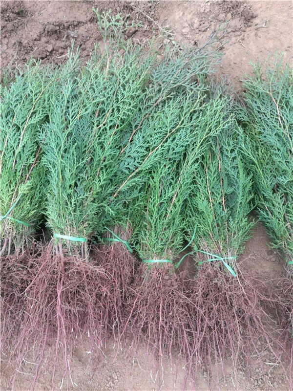 侧柏树多少钱一株 侧柏苗价格 侧柏苗哪里