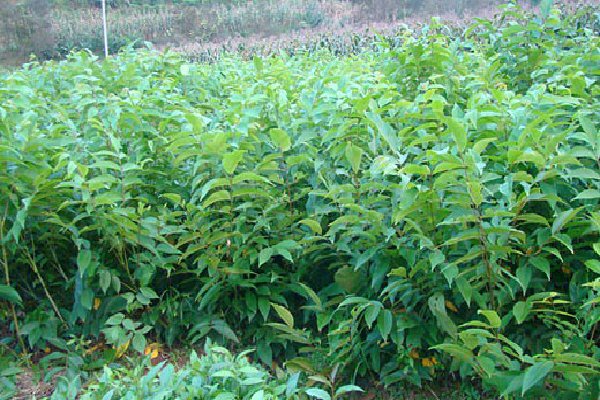 生苗和熟苗是什么意思