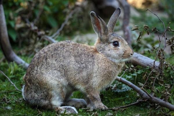 千年王八万年龟下一句