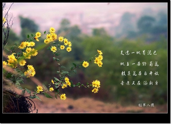 黄菊花开了的歌曲