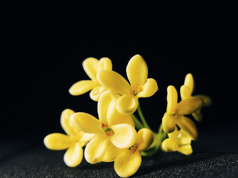 10个有关桂花的神话