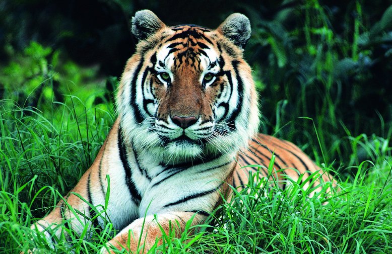 东北虎和华南虎有什么不一样的地方啊？