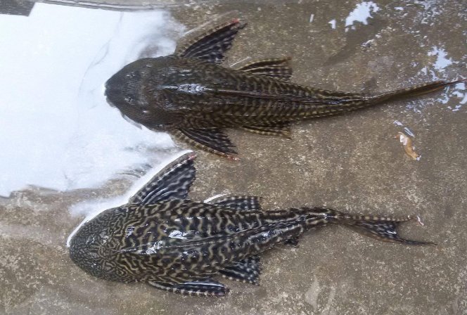 海底清洁工是什么动物