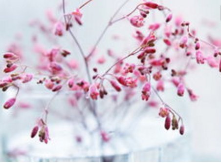 星星上的花的含义是什么？